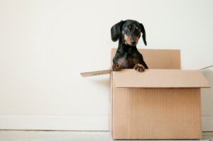 A dog in a cardboard box