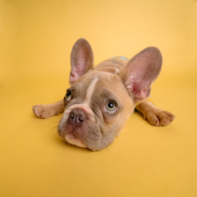 Dog on a yellow background.